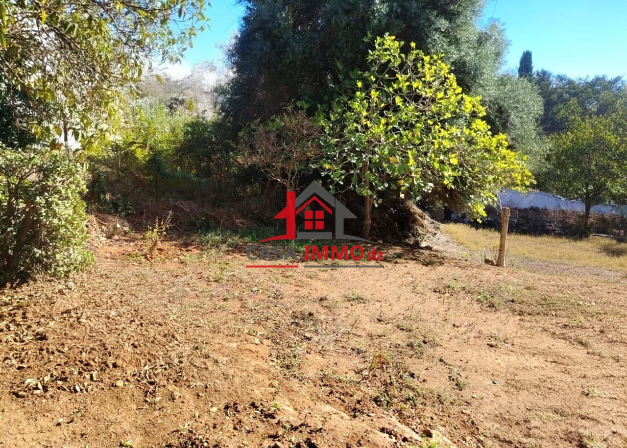 1783426737_479481d9-1 Terrain – El Biar, Alger